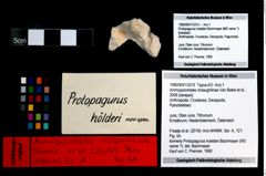 Foto (Objekt + Etikett) von Ammopylocheles mclaughlinae (Van Bakel et al., 2008)  (NHMW-GEO-1990-0041-3315)